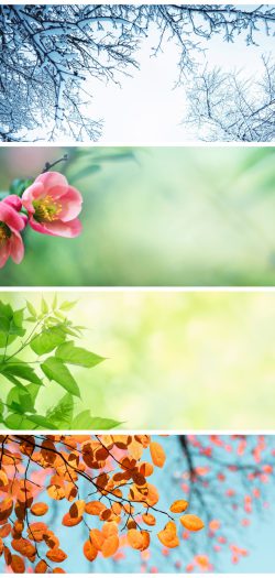 Four,Seasons.,A,Pictures,That,Shows,Four,Different,Pictures,Representing