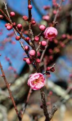 Beautiful,Japanese,Apricot,Blossoms,That,Bloom,In,Early,Spring,hanakami.