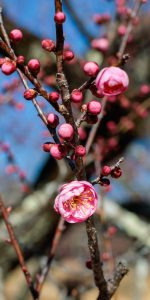 Beautiful,Japanese,Apricot,Blossoms,That,Bloom,In,Early,Spring,hanakami.