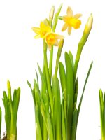 Lent,Lily,(daffodil),Isolated,On,White