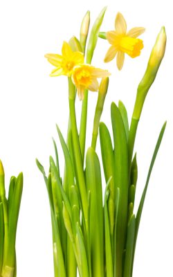 Lent,Lily,(daffodil),Isolated,On,White