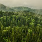 Fog,Covered,With,Thick,Coniferous,Forest