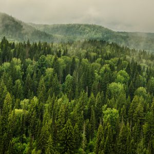 Fog,Covered,With,Thick,Coniferous,Forest