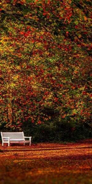 A,Quiet,Bench,Rests,Beneath,Autumn,Leaves,,Surrounded,By,Golden