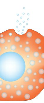 histamine 1