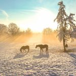 Aerial,,Silhouette:,Winter,Sunrise,Illuminates,Snowy,Field,With,Grazing,Horses