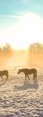 Aerial,,Silhouette:,Winter,Sunrise,Illuminates,Snowy,Field,With,Grazing,Horses
